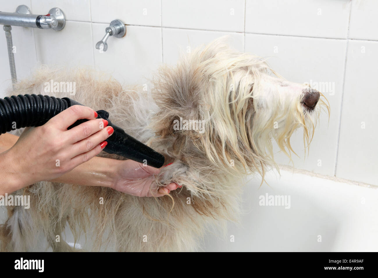 Bearded Collie being dried after bath in grooming parlour Stock Photo