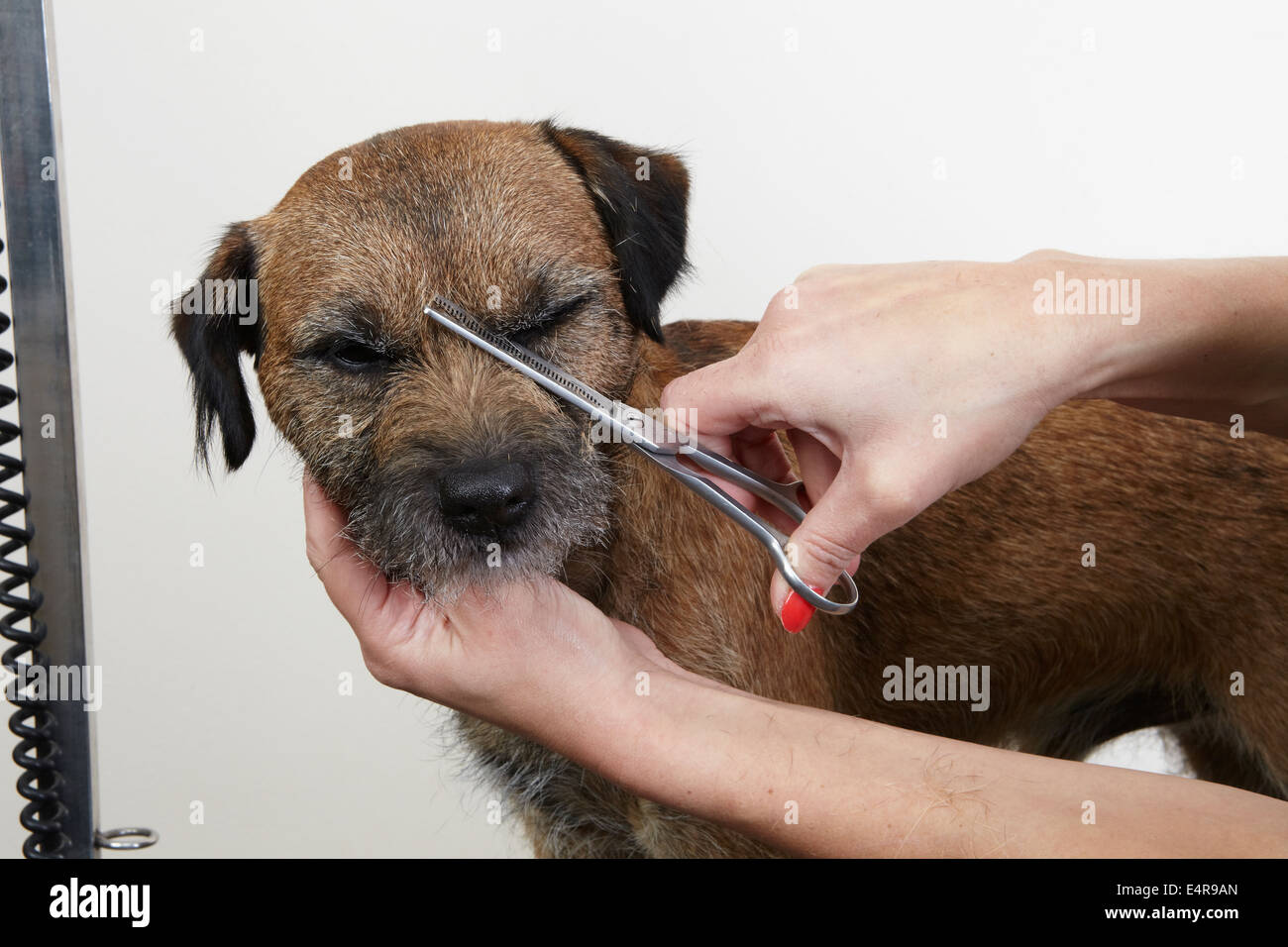 Border Terrier, trimming coat using scissors in grooming parlour Stock Photo