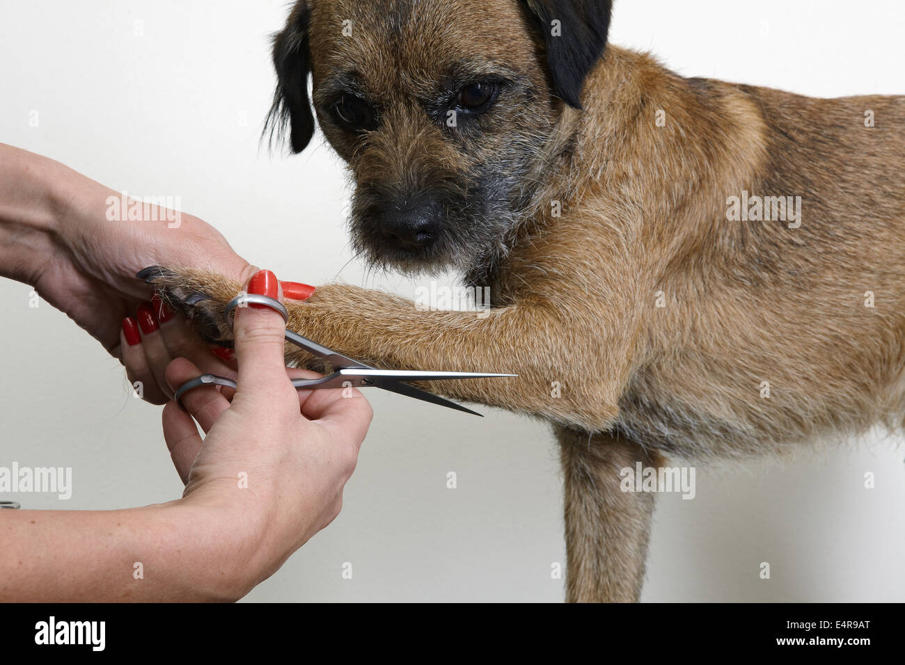 Border Terrier, trimming coat using scissors in grooming parlour Stock Photo