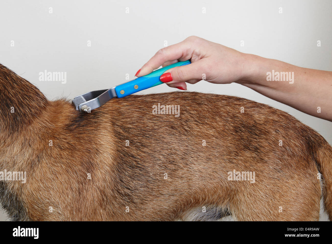 Border terrier grooming brush Outlet