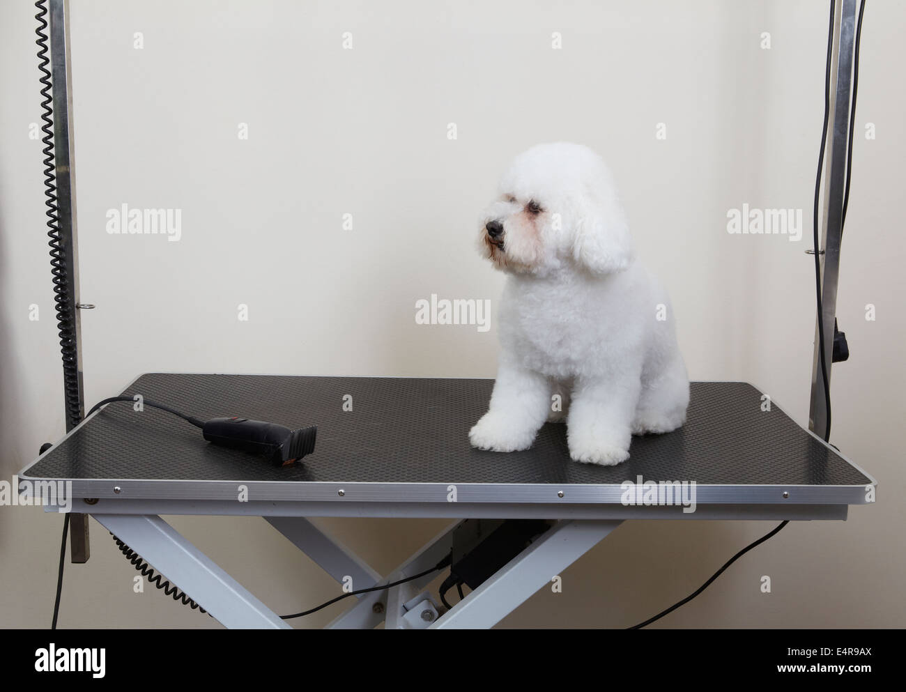 Bichon Frise on grooming parlour table Stock Photo