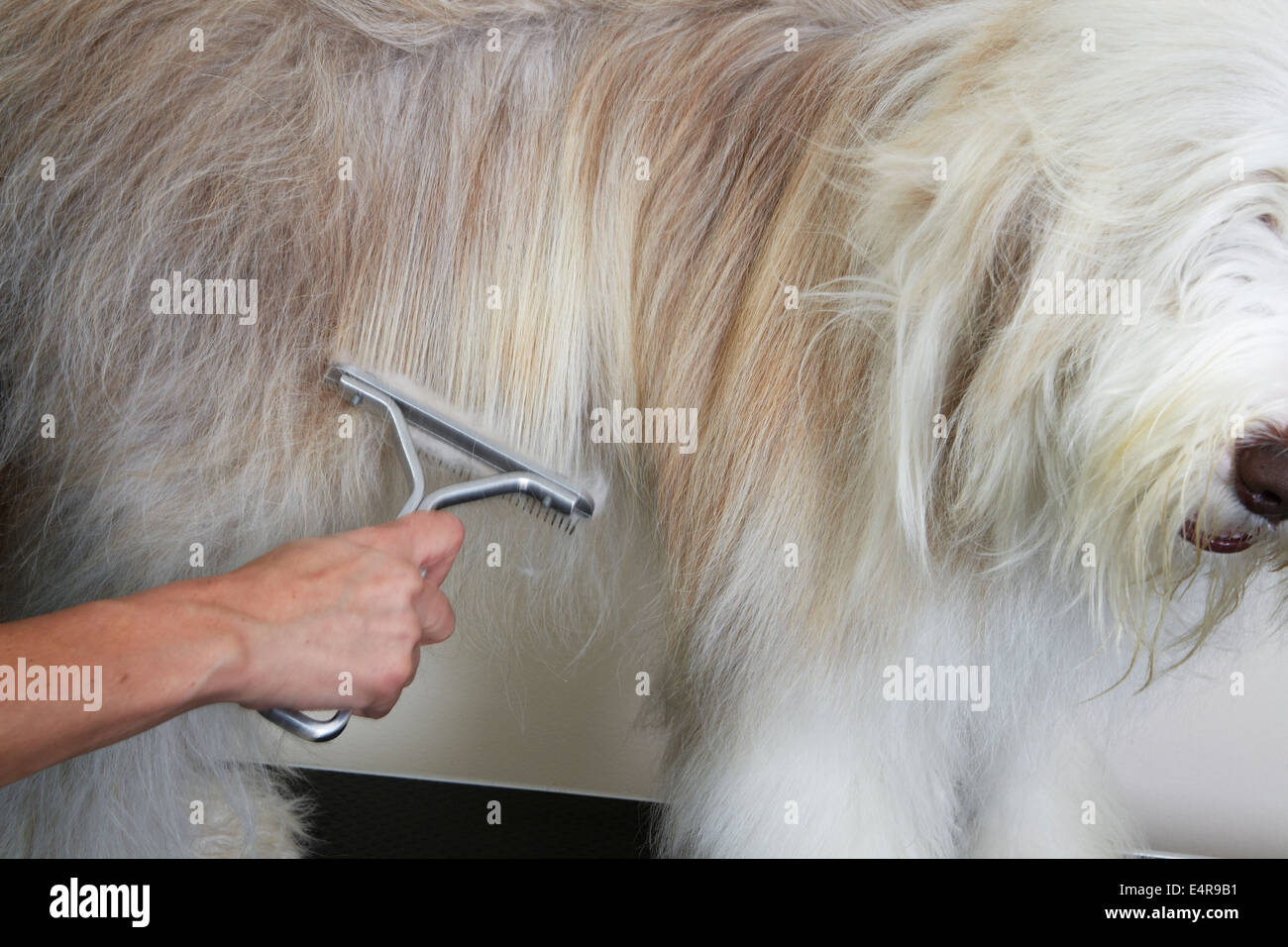 Bearded Collie, de-matting comb through coat in grooming parlour Stock Photo