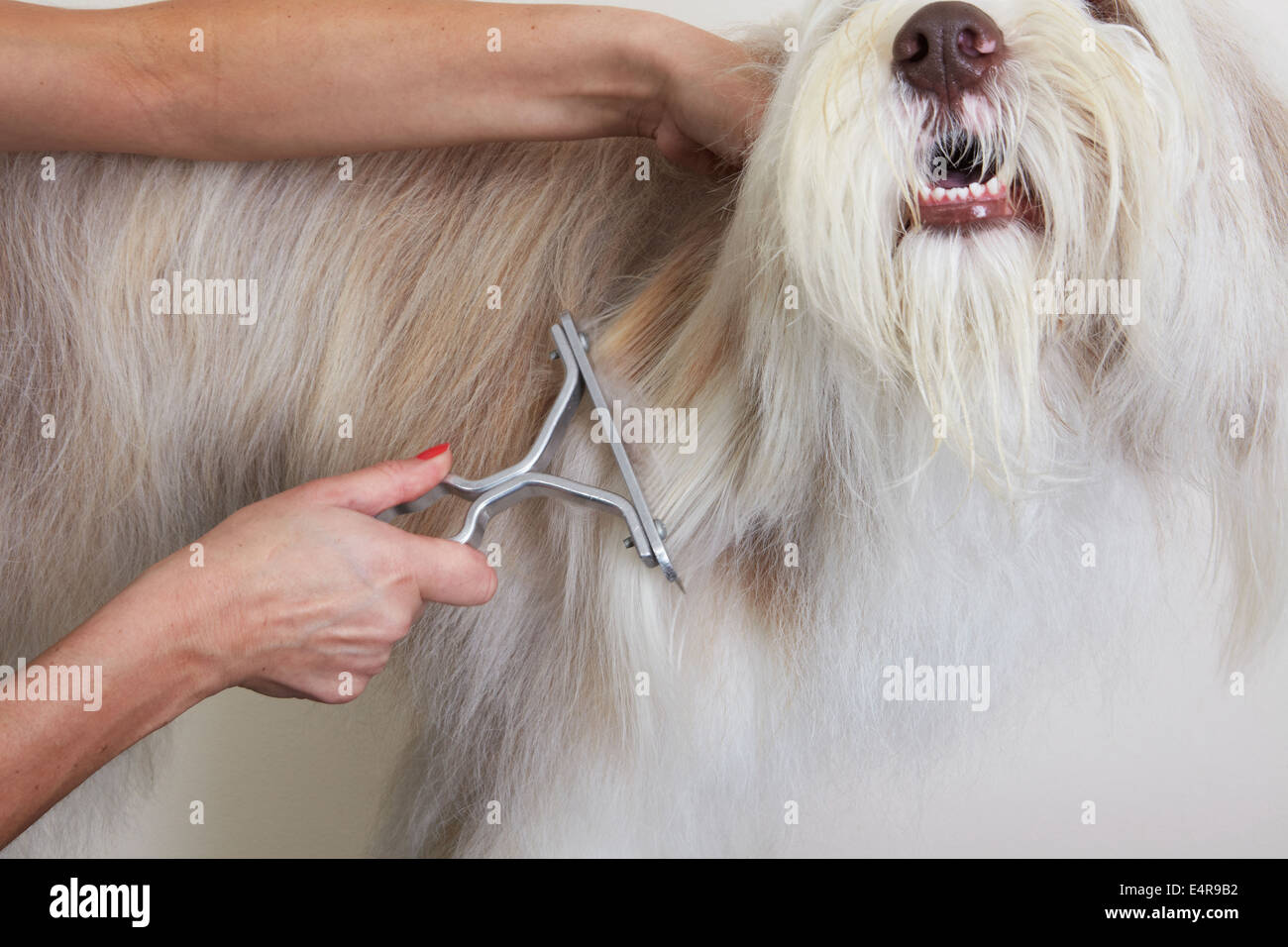Bearded Collie, de-matting comb through coat in grooming parlour Stock Photo
