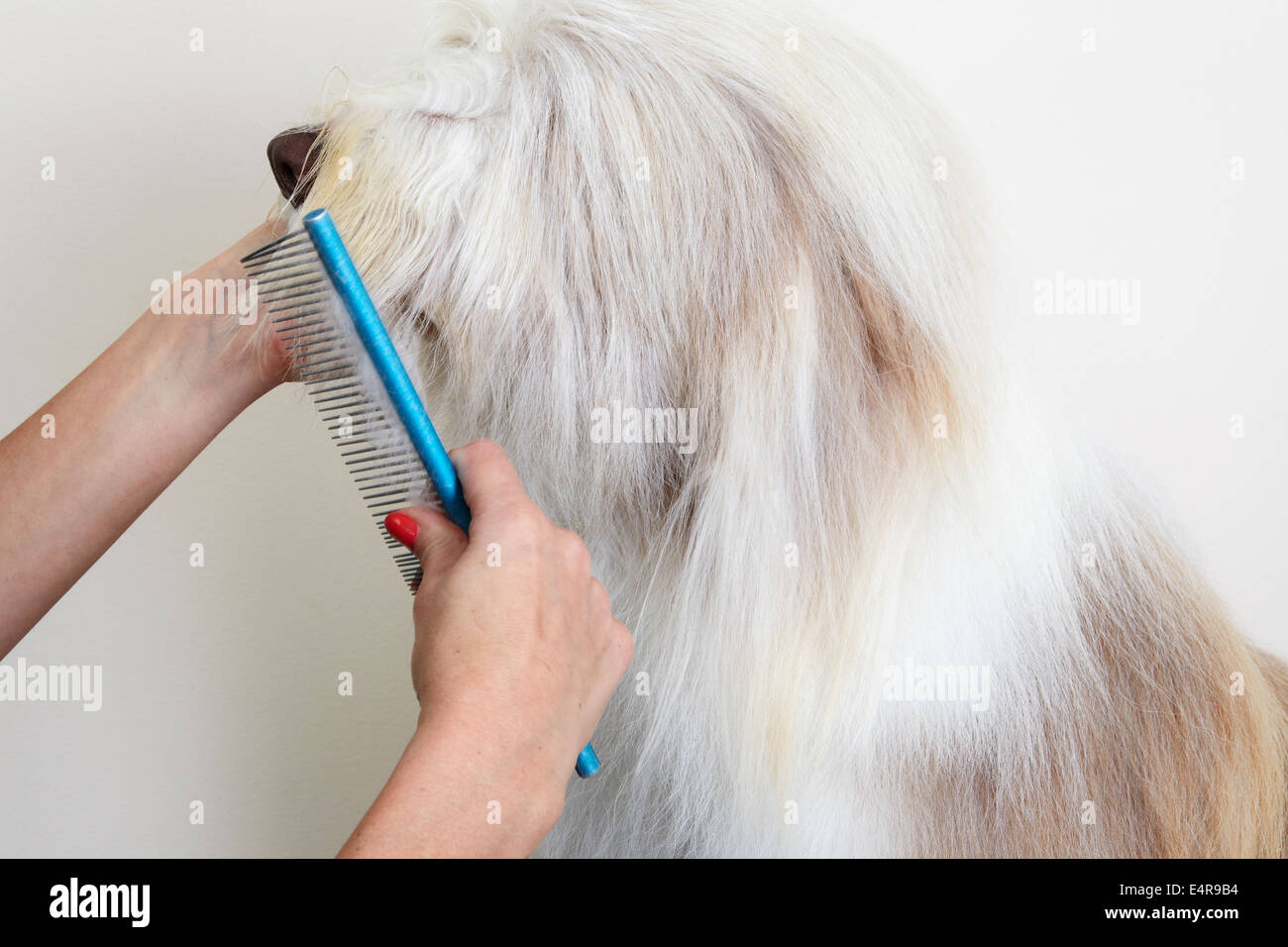 Dog animal bearded collie hi res stock photography and images Page 4 Alamy