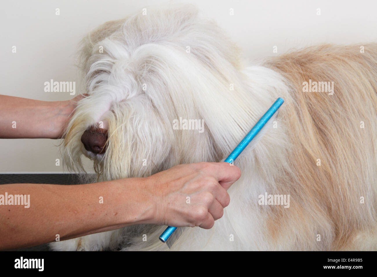 Bearded Collie, combing coat in grooming parlour Stock Photo