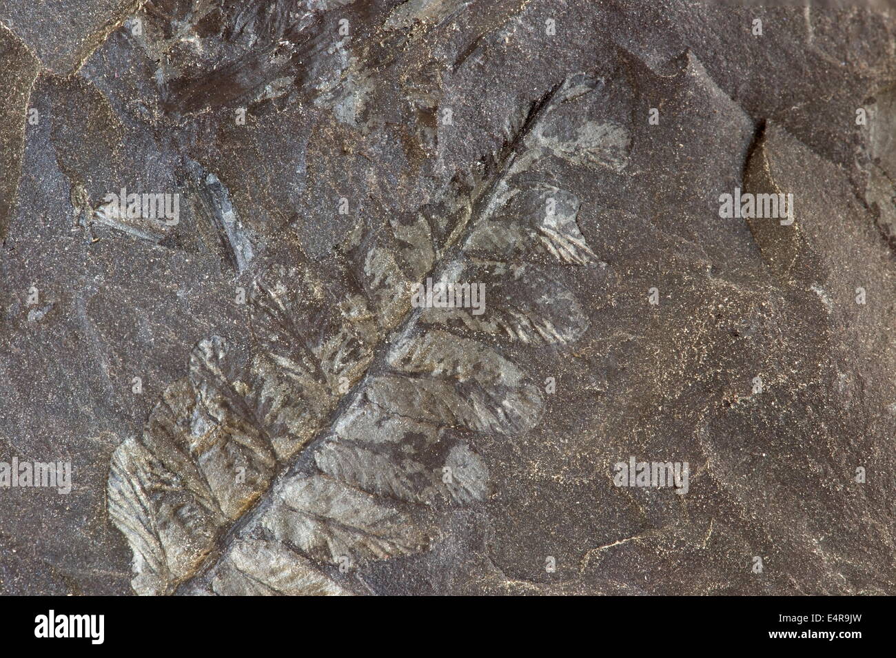 Prehistoric plants hires stock photography and images Alamy