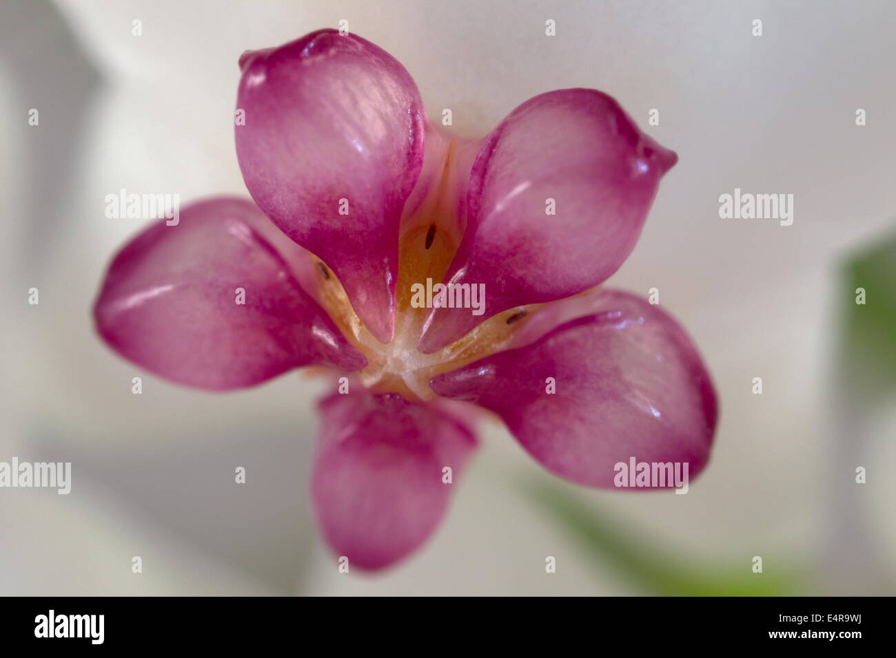 Extreme macro photo of hoya flower, Netherlands Stock Photo