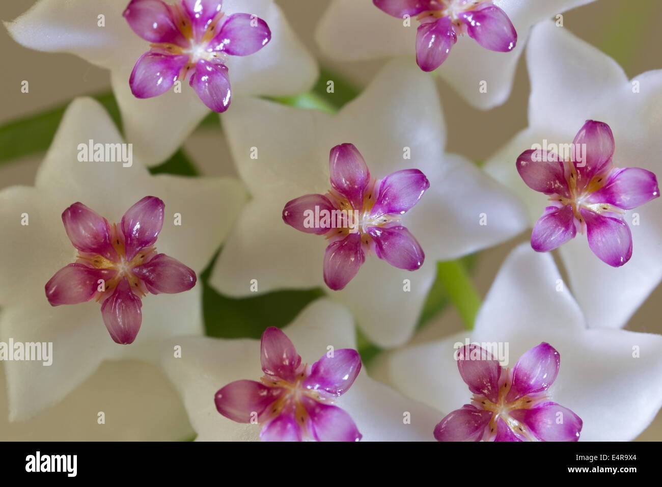 macro picture of hoya flowers, Netherlands Stock Photo