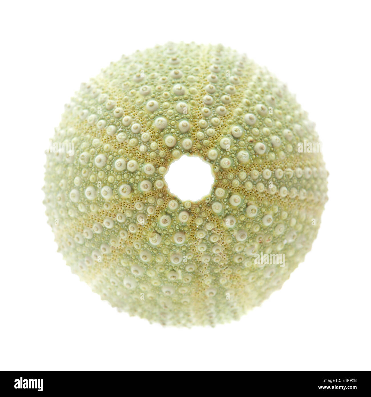 sea urchin skeleton isolated Stock Photo Alamy