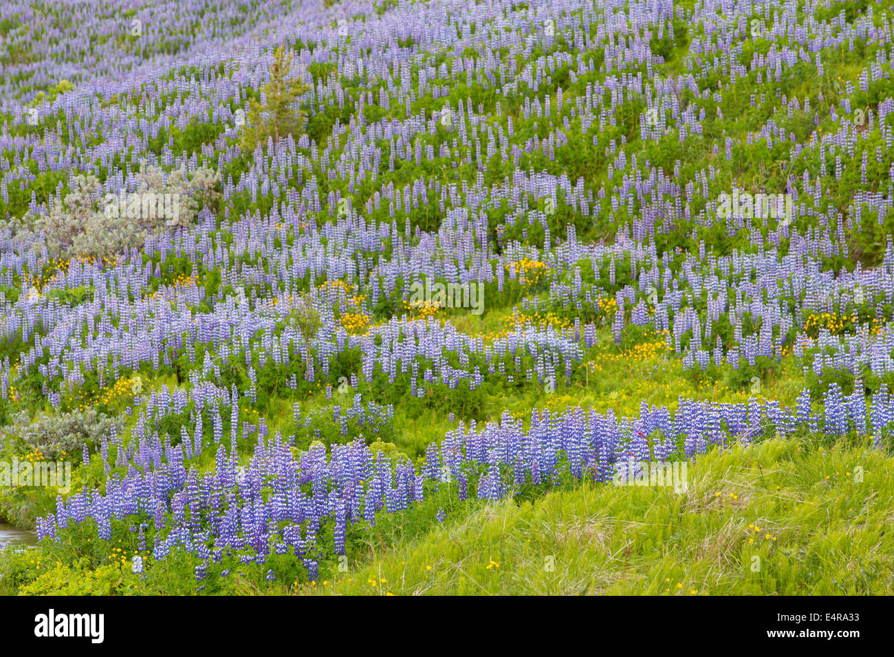 Iceland, scenic, Landschaft in Island Stock Photo