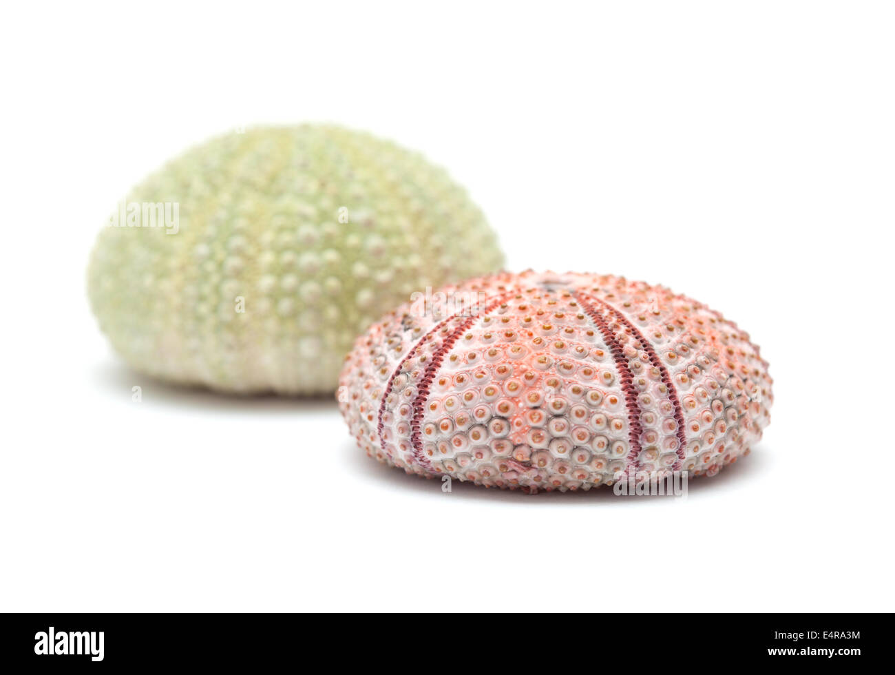 sea urchin skeleton isolated Stock Photo Alamy