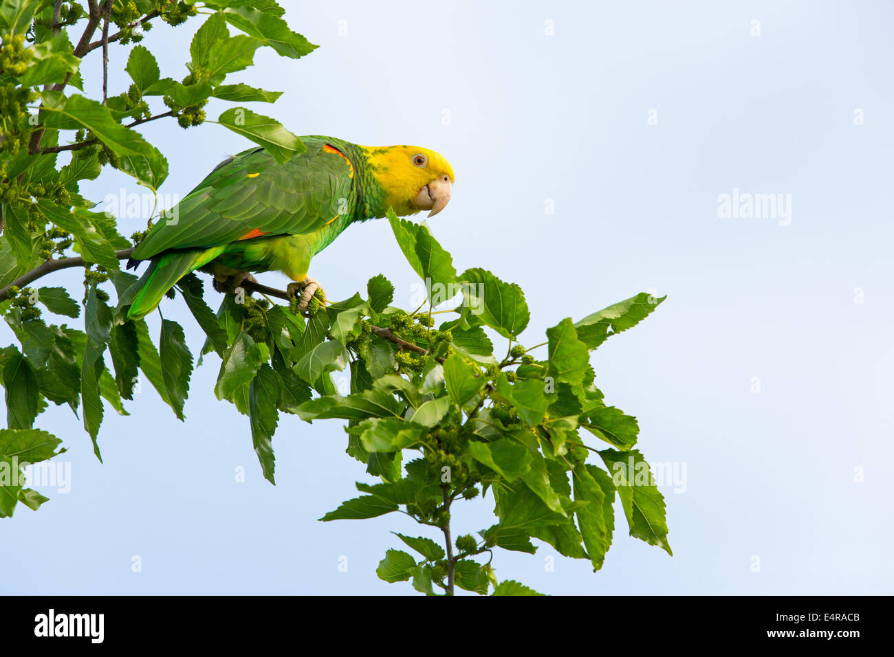 Yellow-crowned Amazon, Yellow-crowned Parrot, Gelbscheitelamazone, Surinam-Amazone, Amazona ochrocephala, Papagei Stock Photo