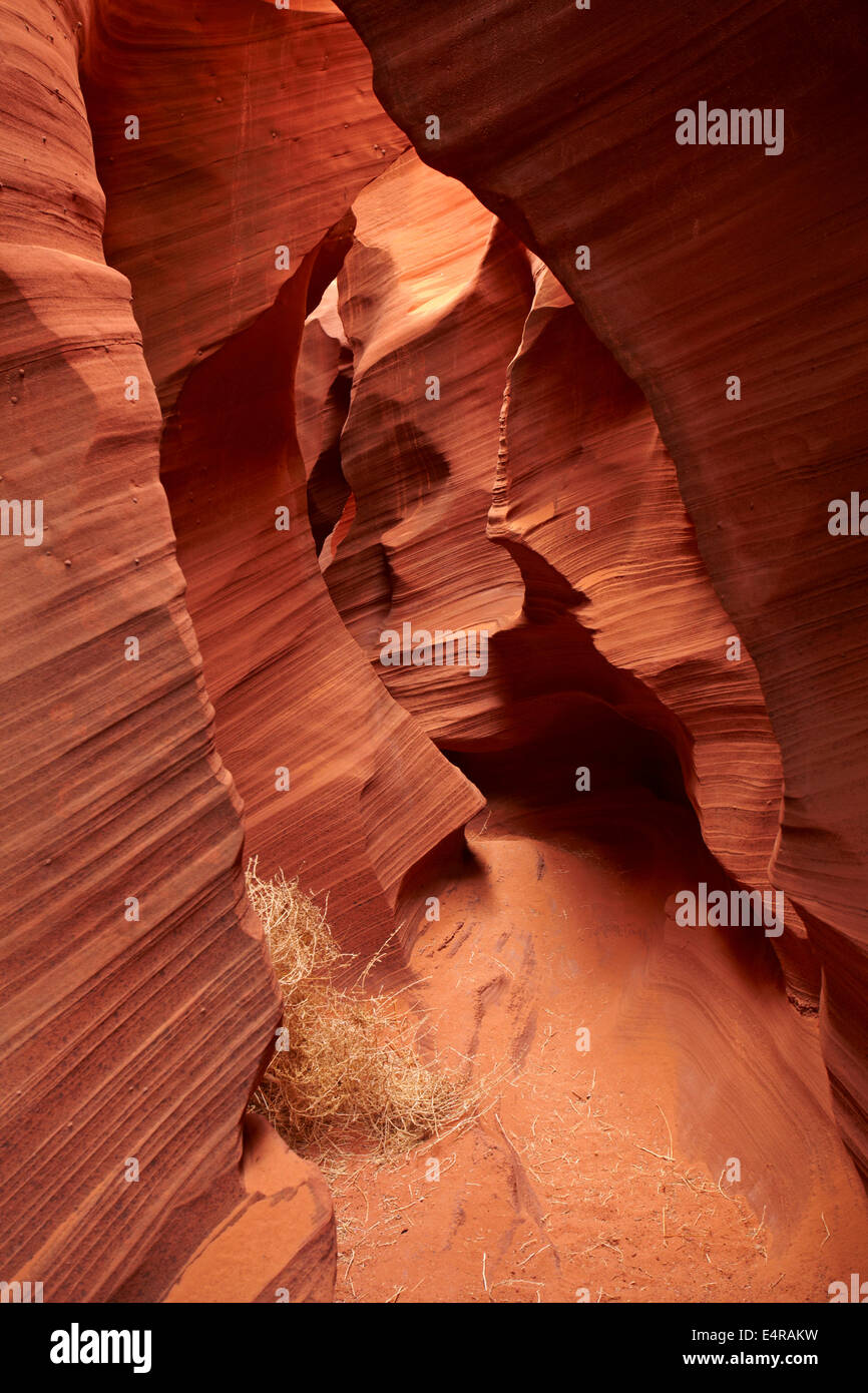 Tumbleweed hires stock photography and images Alamy