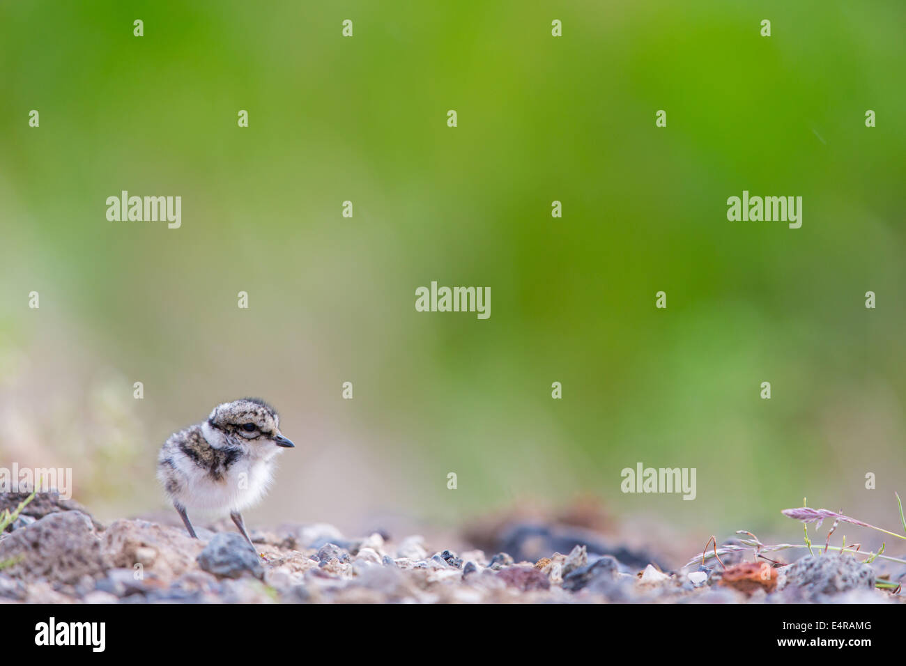Sandregenpfeifer, Ringed Plover, Common Ringed Plover, Charadrius hiaticula, Grand Gravelot, Chorlitejo Grande Stock Photo