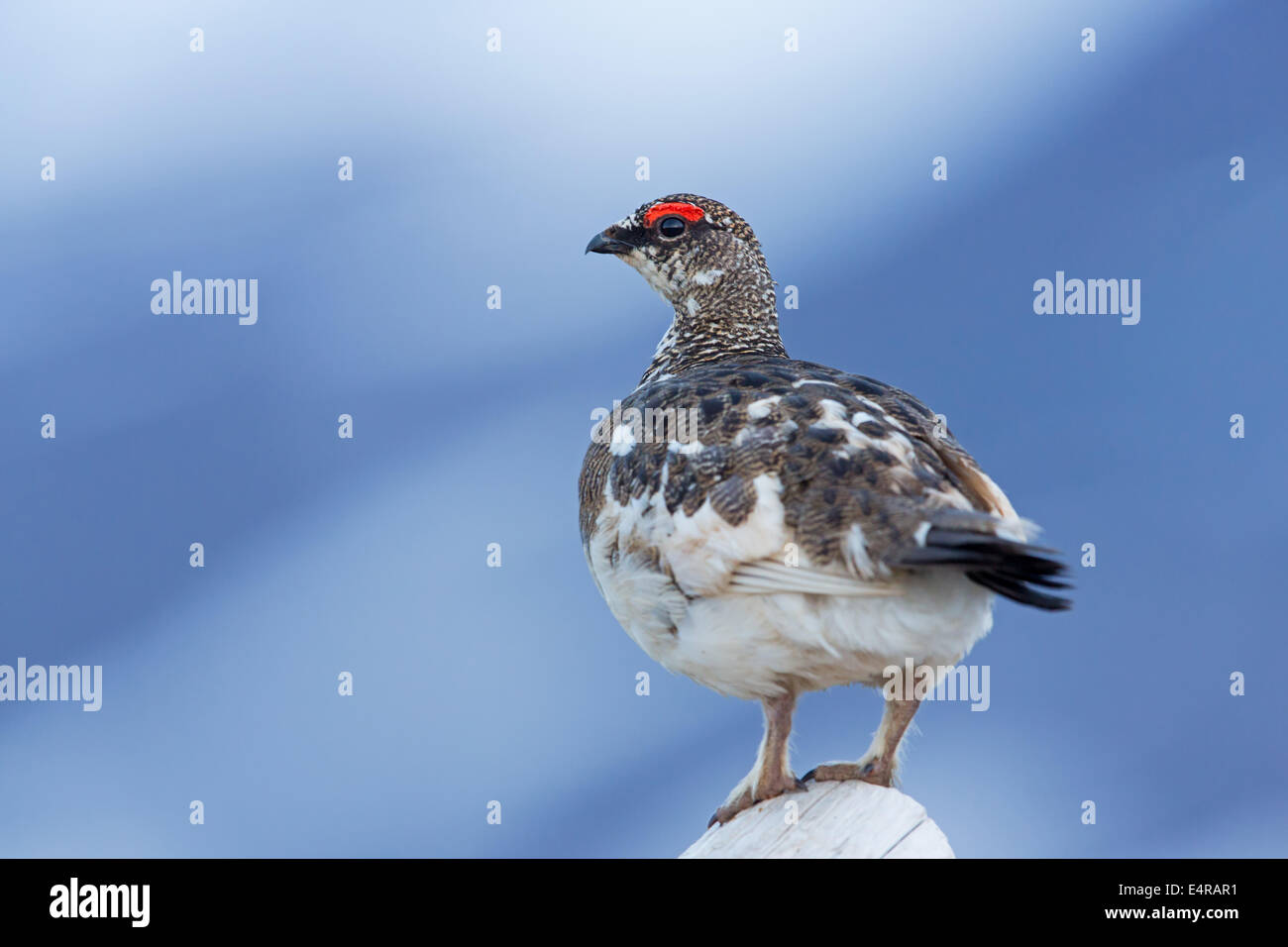 Alpenschneehuhn, Rock Ptarmigan, Ptarmigan, Lagopus mutus, Lagopède alpin, Lagopède des Alpes, Lagópodo Alpino Stock Photo