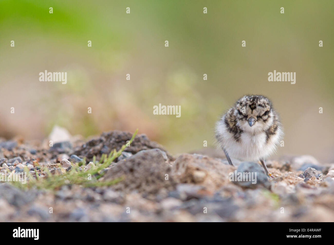 Sandregenpfeifer, Ringed Plover, Common Ringed Plover, Charadrius hiaticula, Grand Gravelot, Chorlitejo Grande Stock Photo