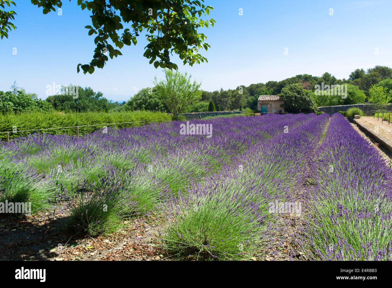A Lavender field in Saint-Paul Asylum, Saint-Rémy where Van Gogh the artist  was committed from May 1889 until May 1890 Stock Photo - Alamy