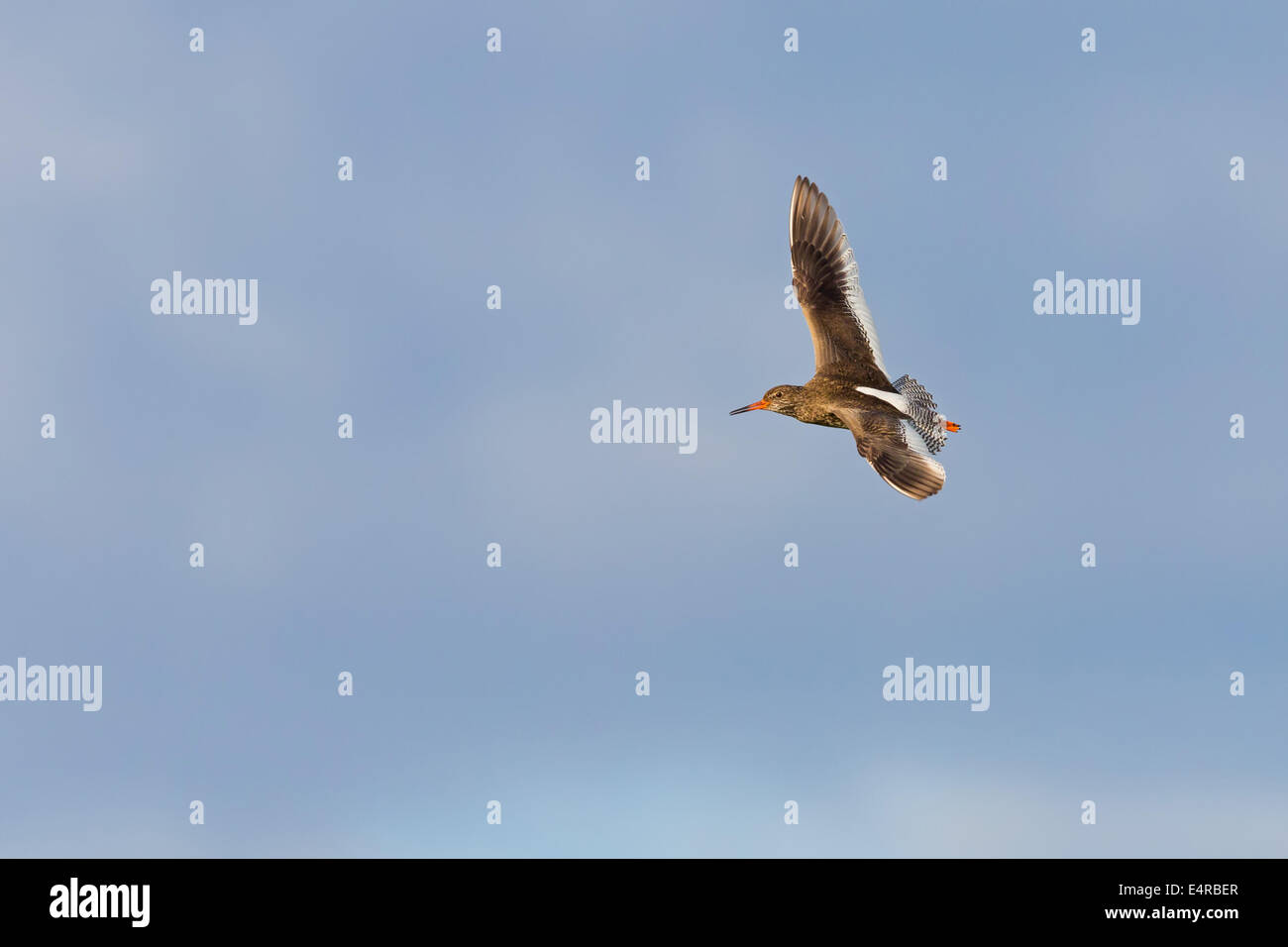 Rotschenkel, Common Redshank, Redshank, Tringa totanus, Chevalier gambette, Archibebe Común Stock Photo