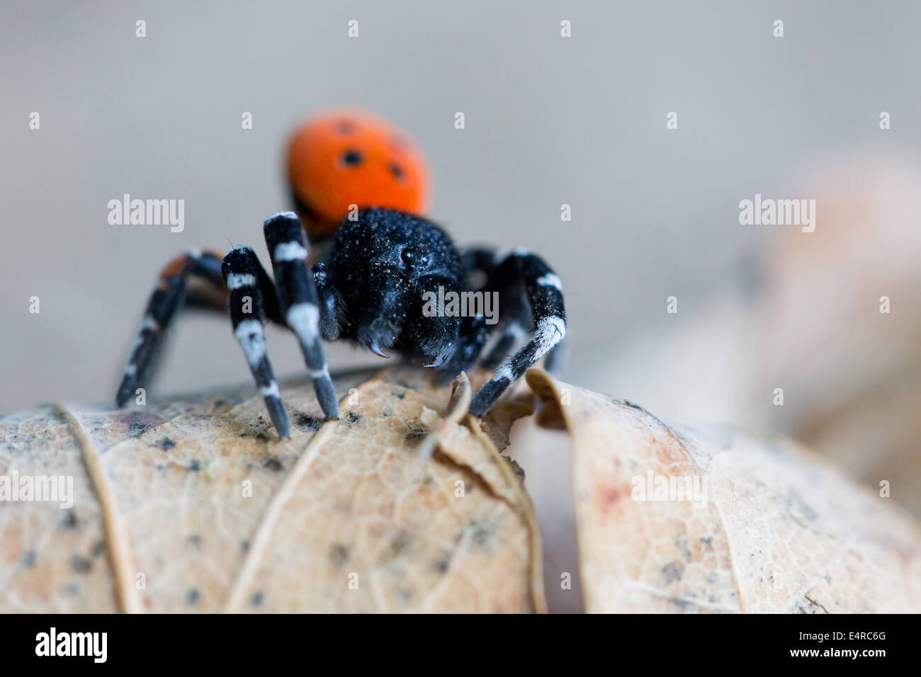 Rote Röhrenspinne, Eresus kollari, Eresus cinnaberinus, Eresus niger, Ladybird Spider Stock Photo