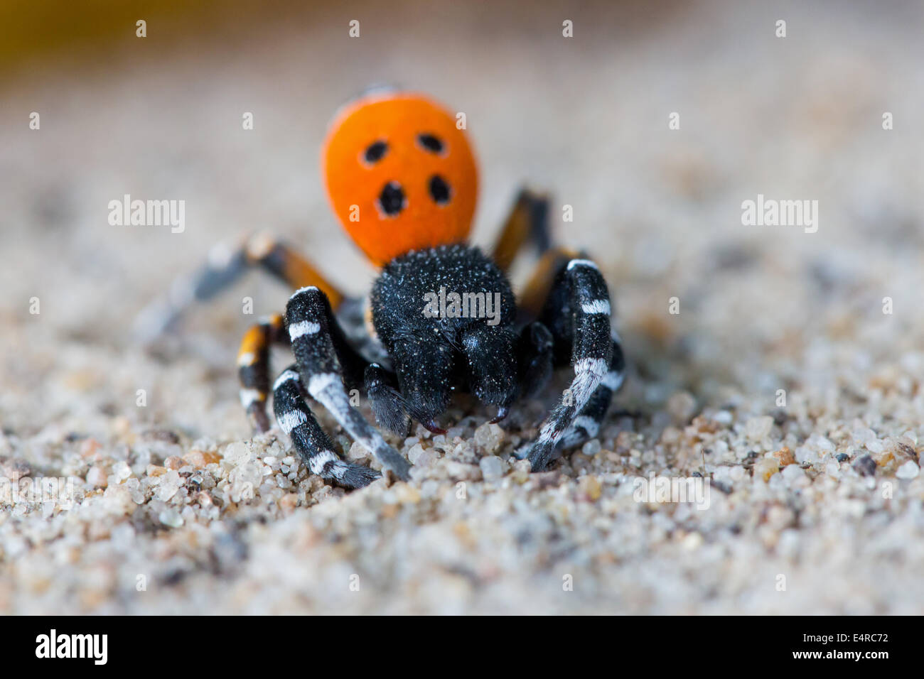 Rote Röhrenspinne, Eresus kollari, Eresus cinnaberinus, Eresus niger, Ladybird Spider Stock Photo