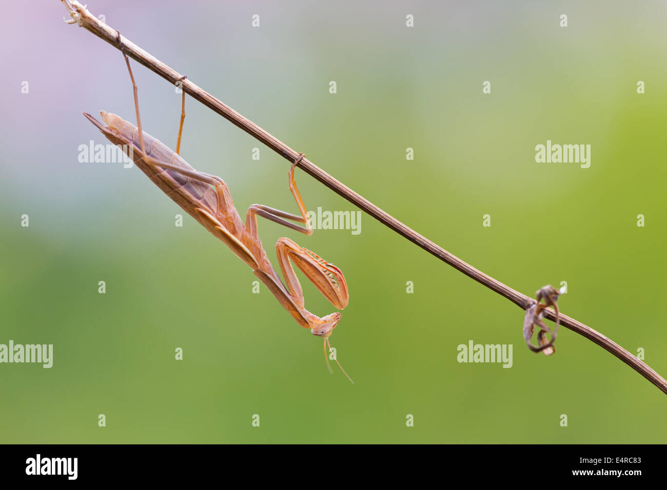 European mantis, Europäische Gottesanbeterin, Mantis religiosa Stock Photo