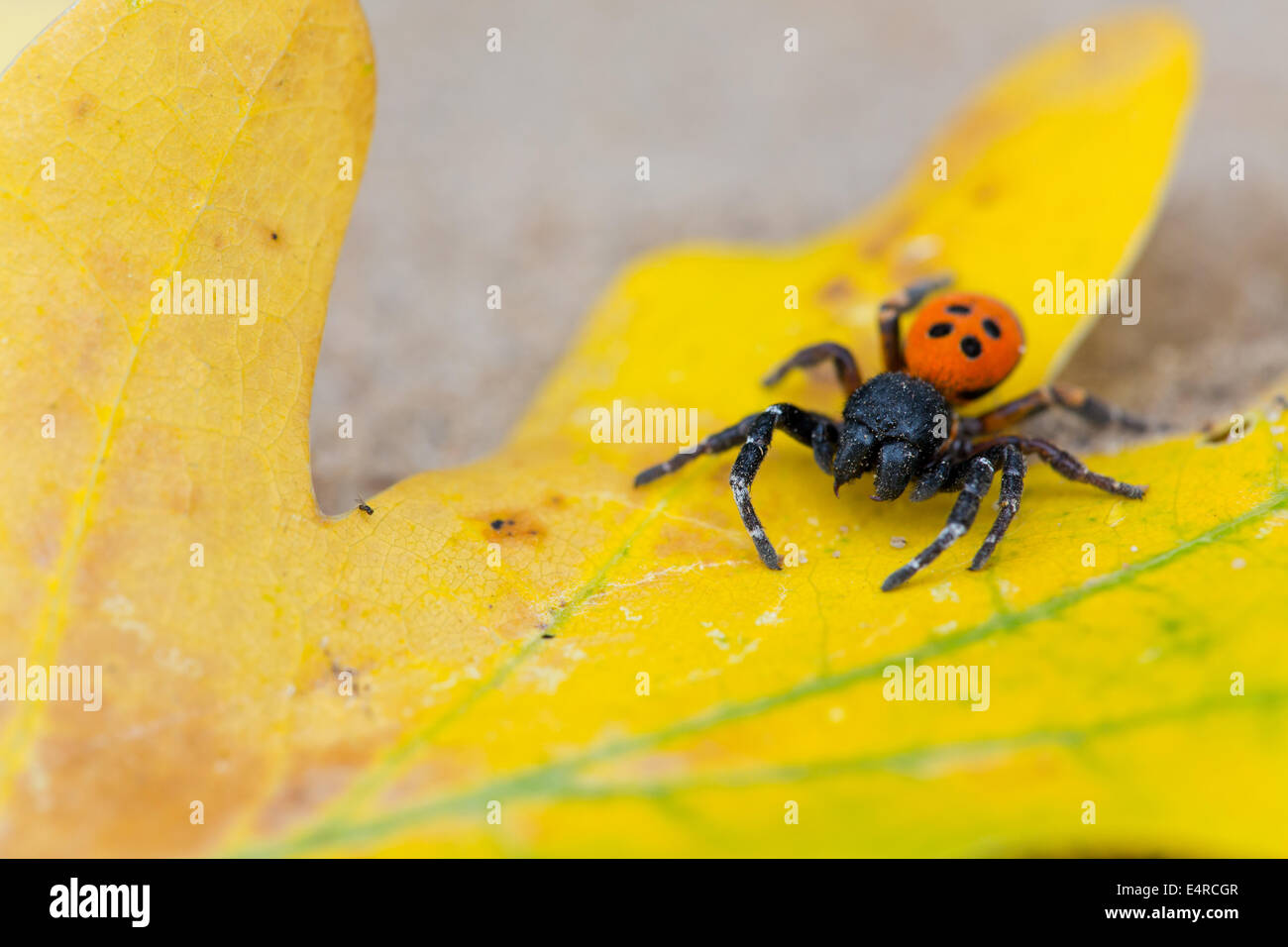 Rote Röhrenspinne, Eresus kollari, Eresus cinnaberinus, Eresus niger, Ladybird Spider Stock Photo