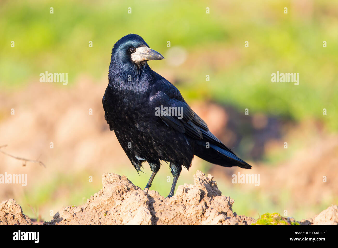 Rook Rook hi-res stock photography and images - Alamy