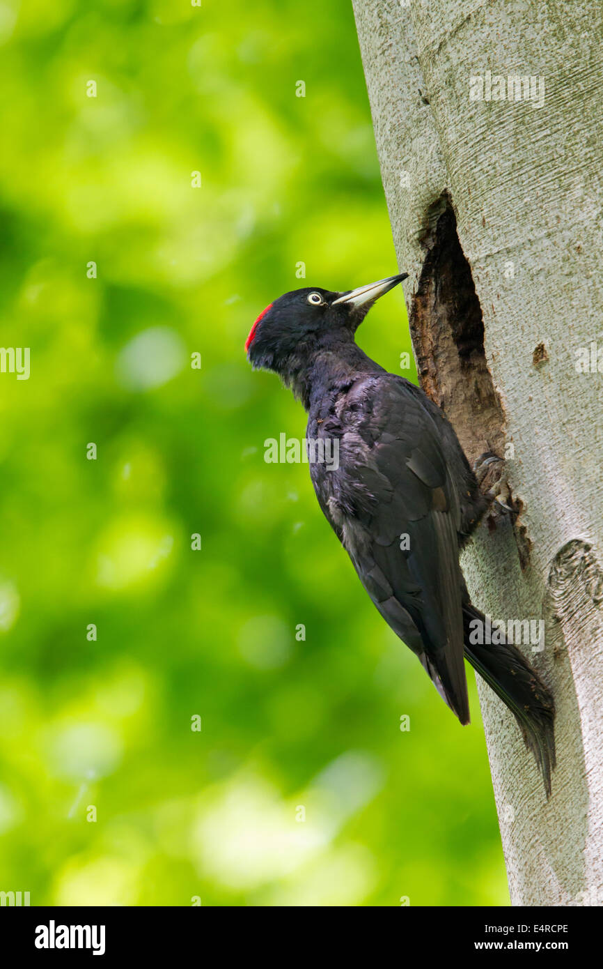 Schwarzspecht, Black Woodpecker, Dryocopus martius, Pic noir, Pito Negro Stock Photo