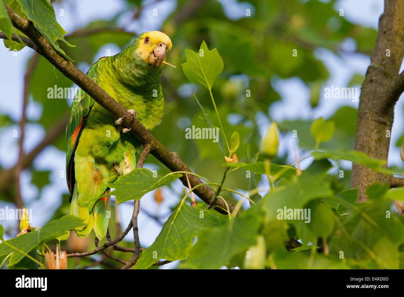 Yellow-crowned Amazon, Yellow-crowned Parrot, Gelbscheitelamazone, Surinam-Amazone, Amazona ochrocephala, Papagei Stock Photo