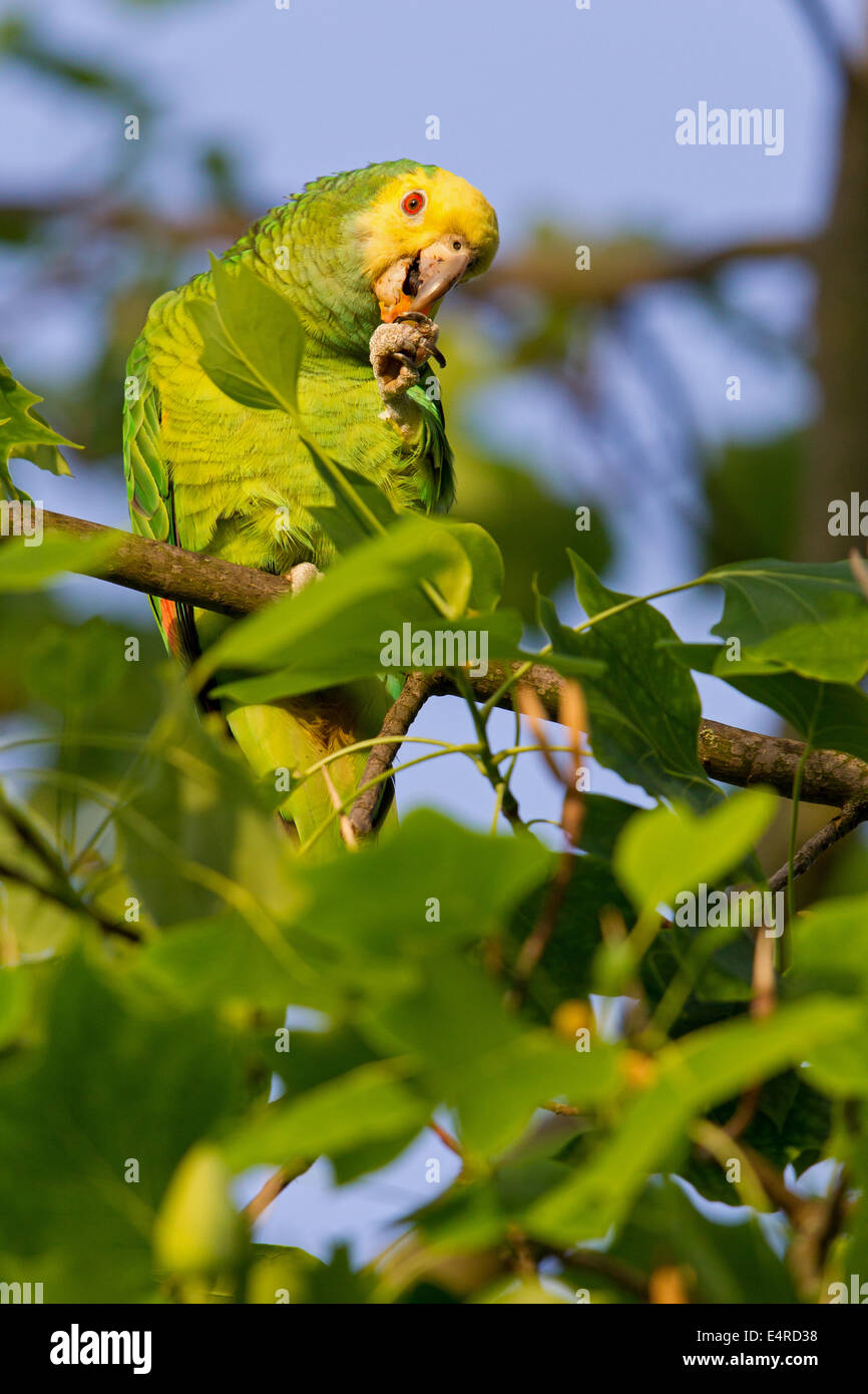 Yellowcrowned Amazon, Yellowcrowned Parrot, Gelbscheitelamazone