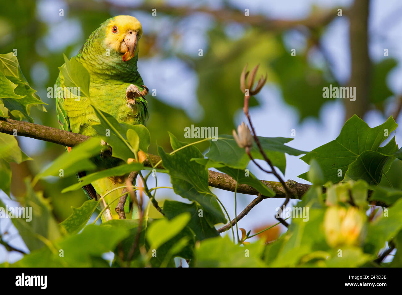 Yellow-crowned Amazon, Yellow-crowned Parrot, Gelbscheitelamazone, Surinam-Amazone, Amazona ochrocephala, Papagei Stock Photo