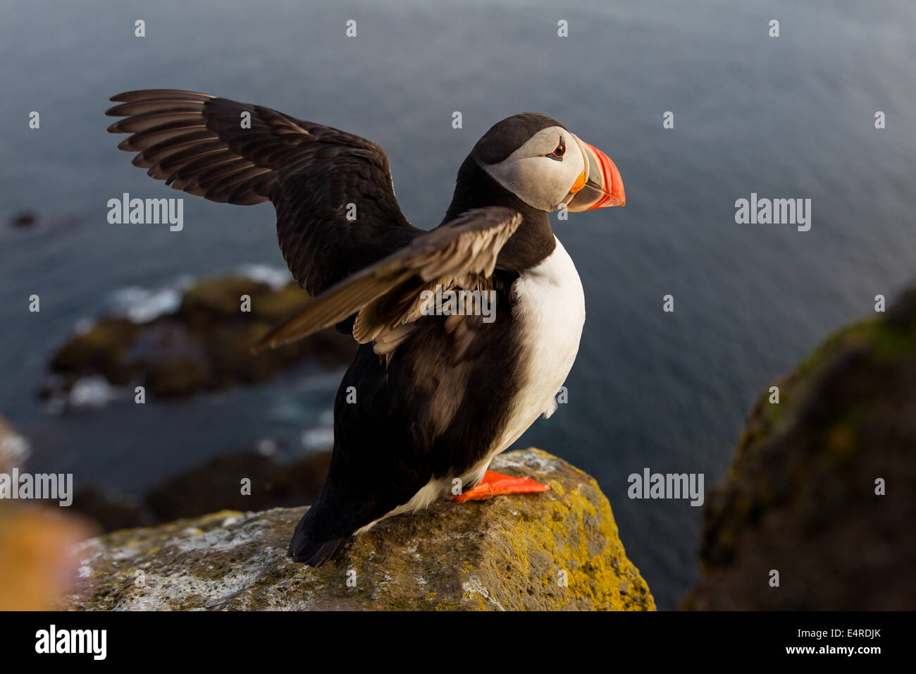 Parrot diver, Atlantic Puffin, Fratercula arctica , Papageitaucher, Atlantic Puffin, Fratercula arctica, Papageientaucher Stock Photo