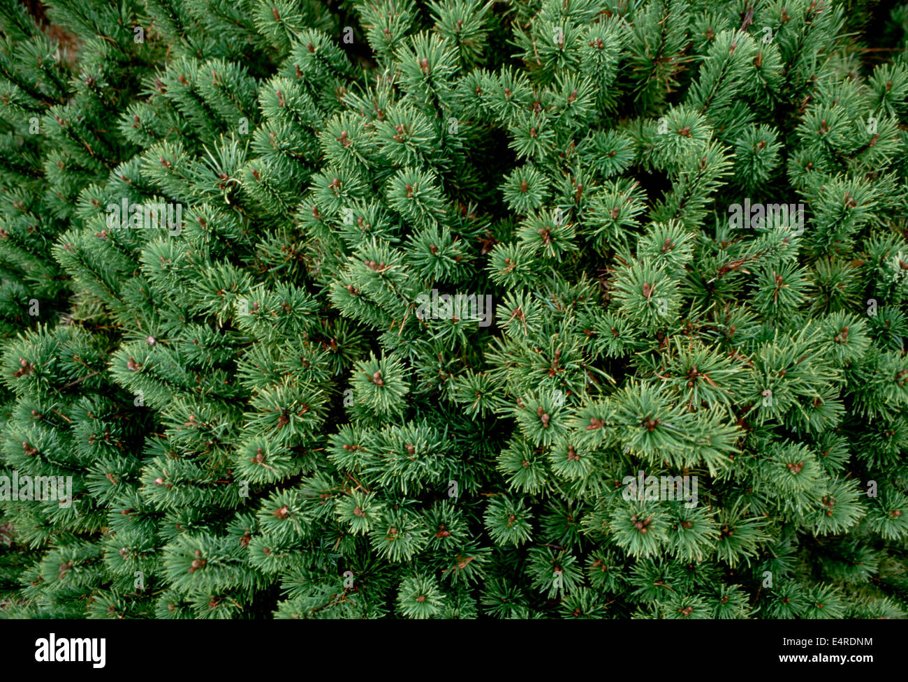 Branch ends of the Pacific Northwest spruce Stock Photo