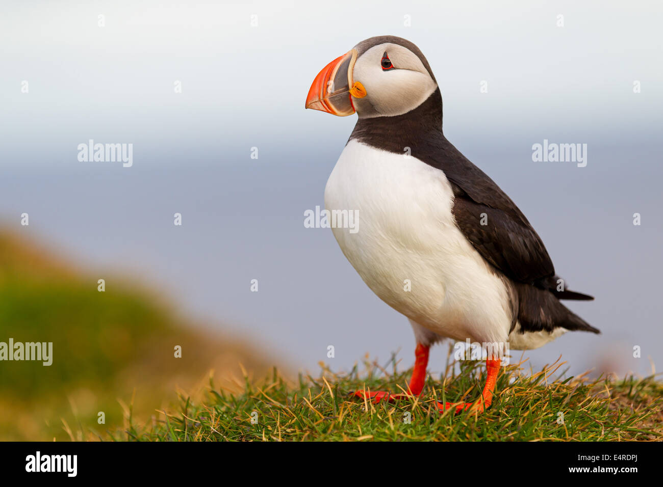 Parrot diver, Atlantic Puffin, Fratercula arctica , Papageitaucher, Atlantic Puffin, Fratercula arctica, Papageientaucher Stock Photo