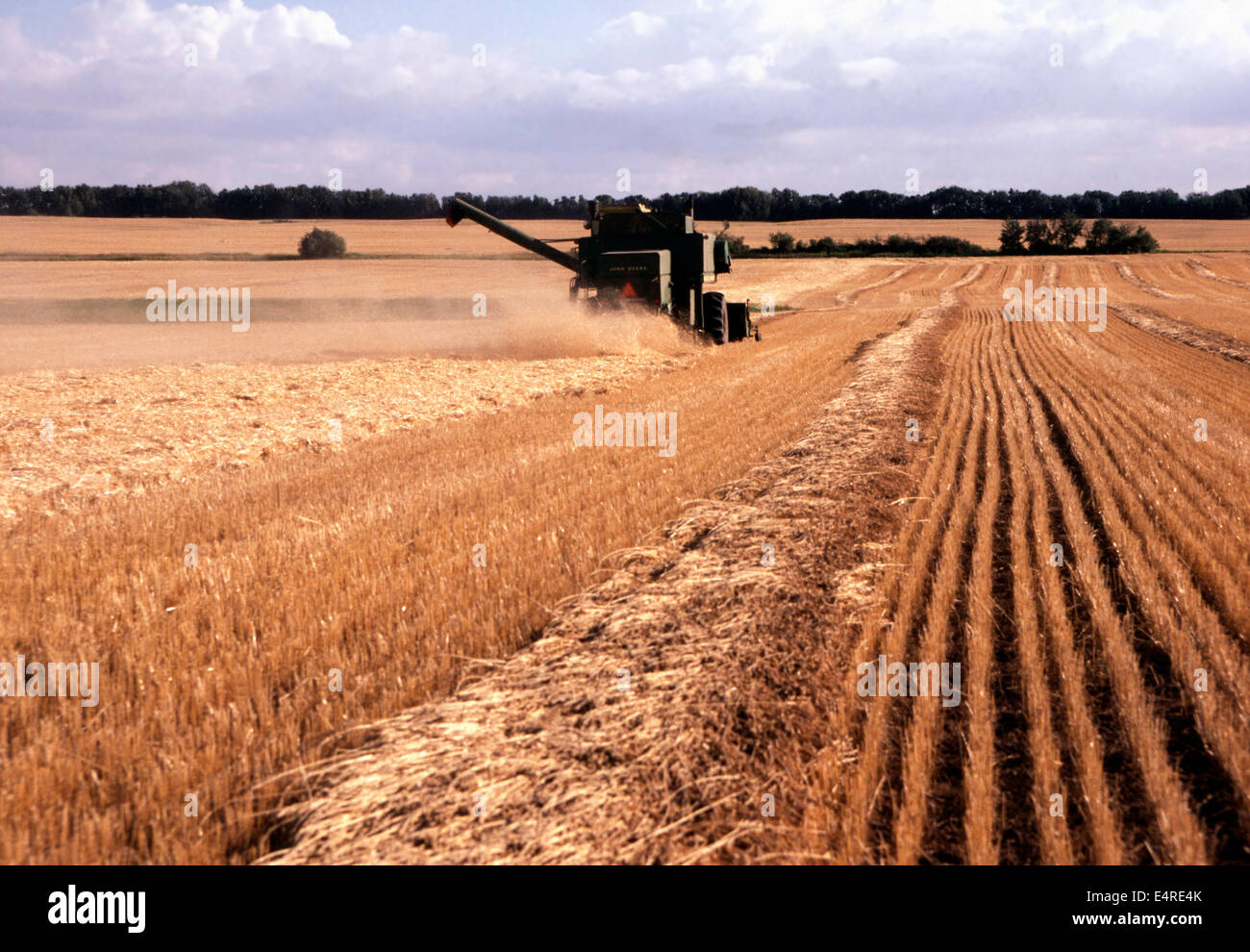 Fall harvest of the wheat,Saskatchewan Stock Photo Alamy