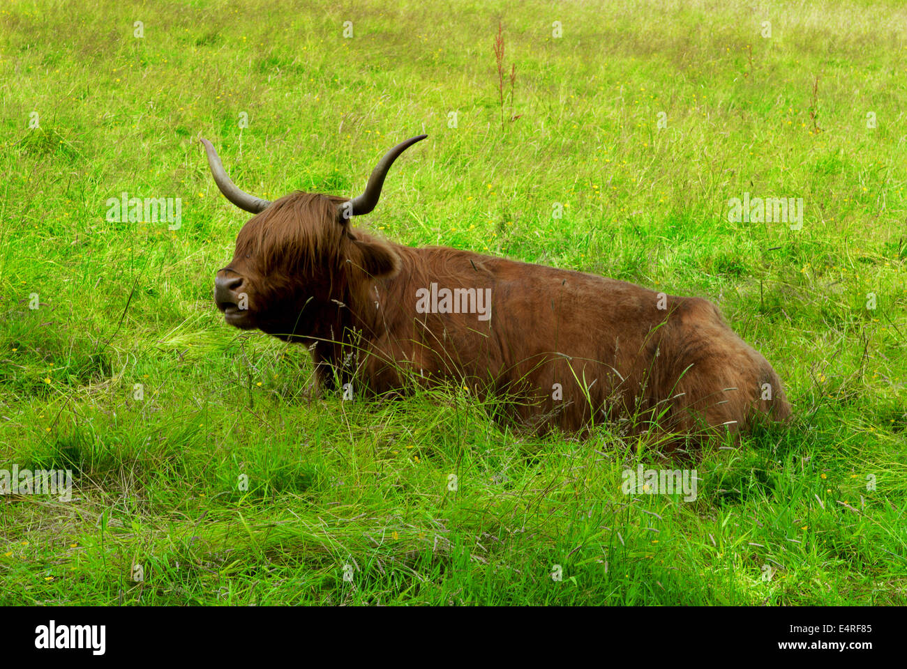 Scottish highland cow resting in the field Stock Photo - Alamy