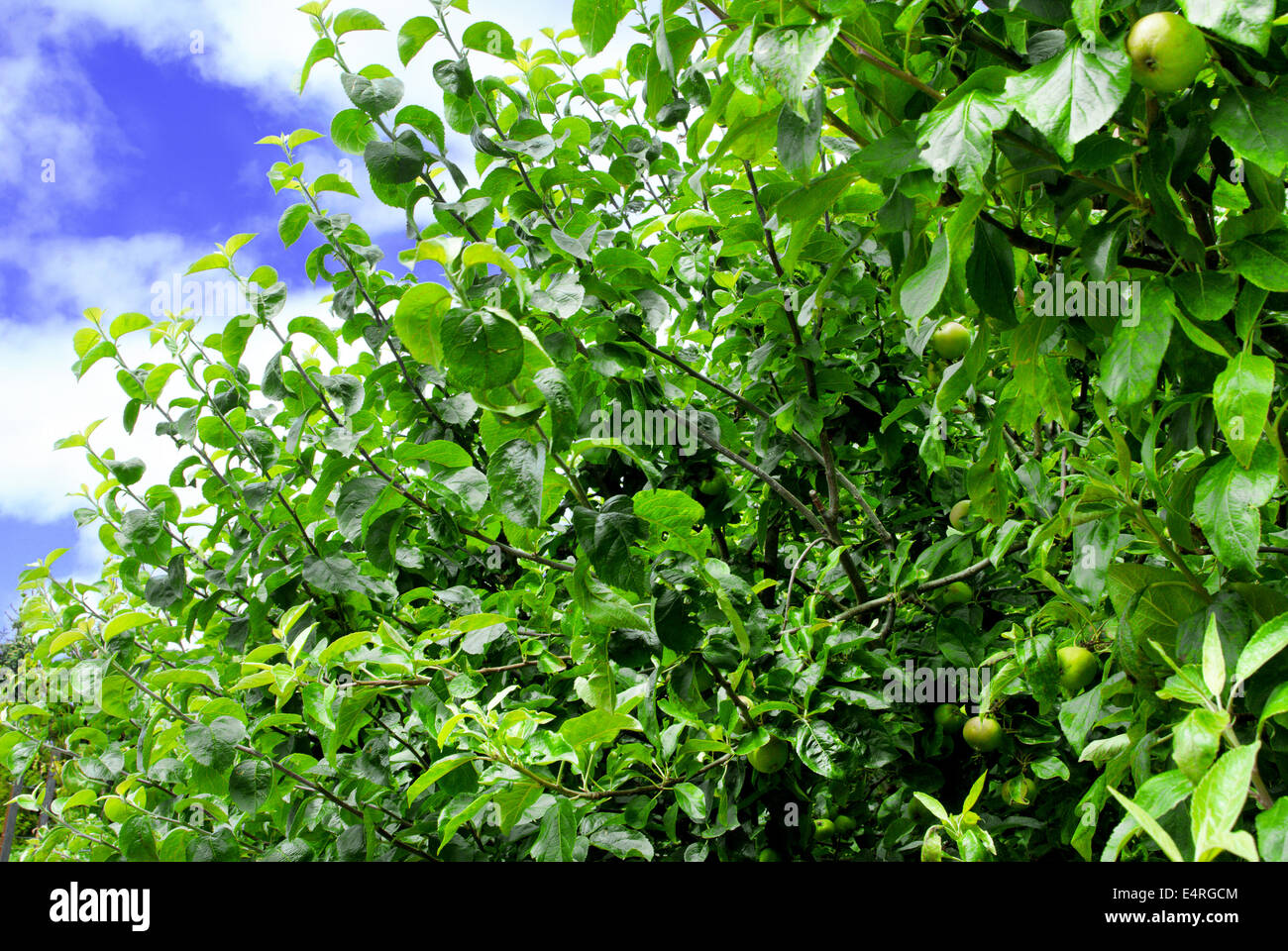 Apple trees with apples in an apple garden Stock Photo - Alamy