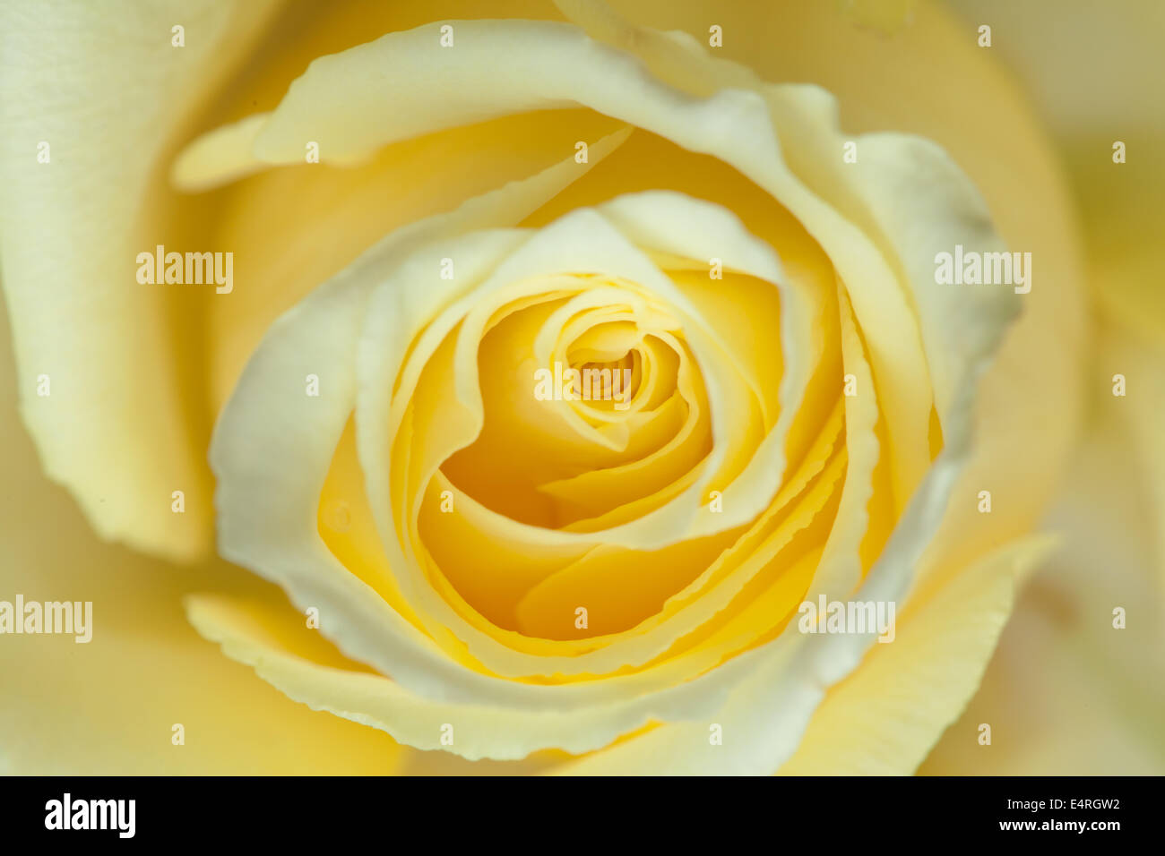 Pale Yellow Rose High Resolution Stock Photography and Images - Alamy