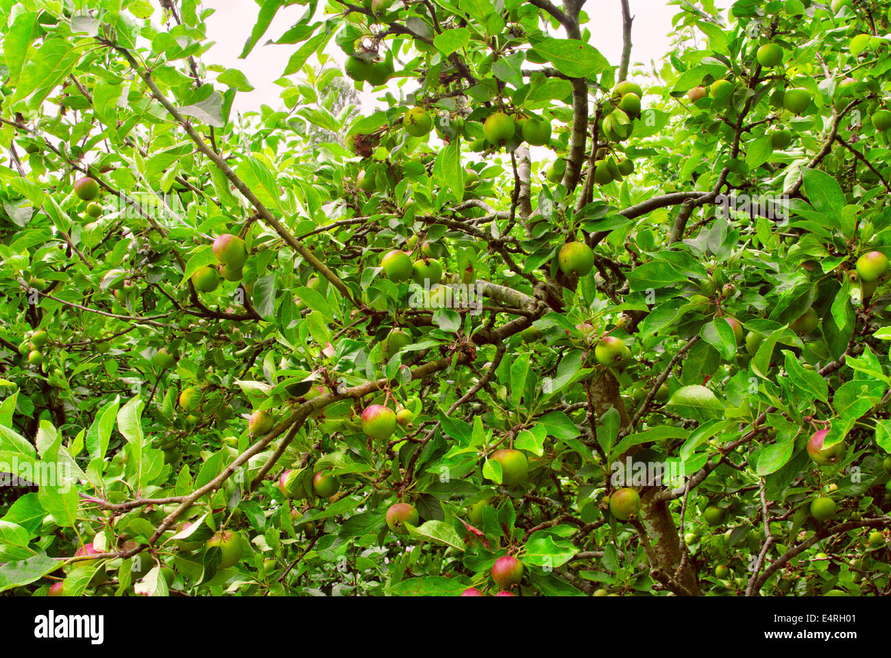 Apple trees with ripening apples in an apple garden Stock Photo
