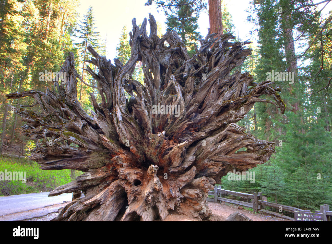 Sequoia sempervirens, Old Sequoia Tree, Mariposa Grove, Yosemite National Park, Calif. USA Stock Photo