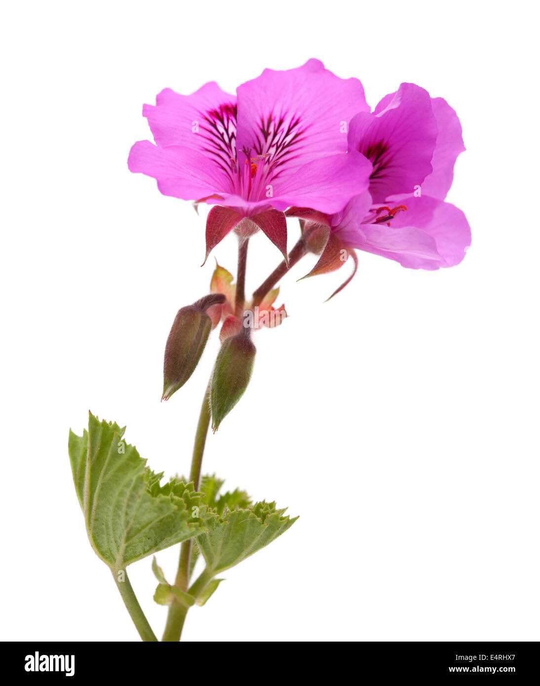 magenta Pelargonium flower isolated on white Stock Photo - Alamy