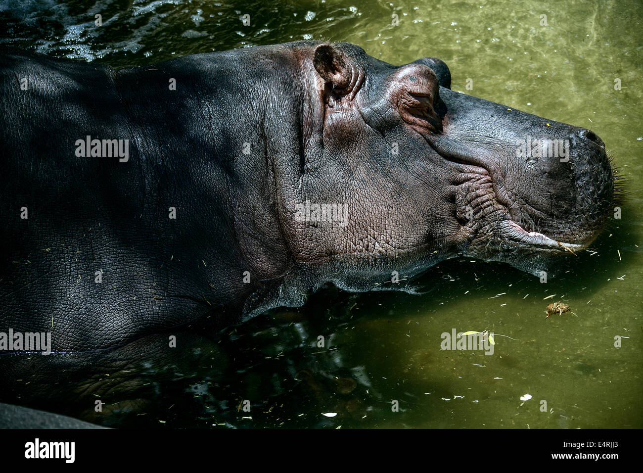 Rhino sleeping Stock Photo