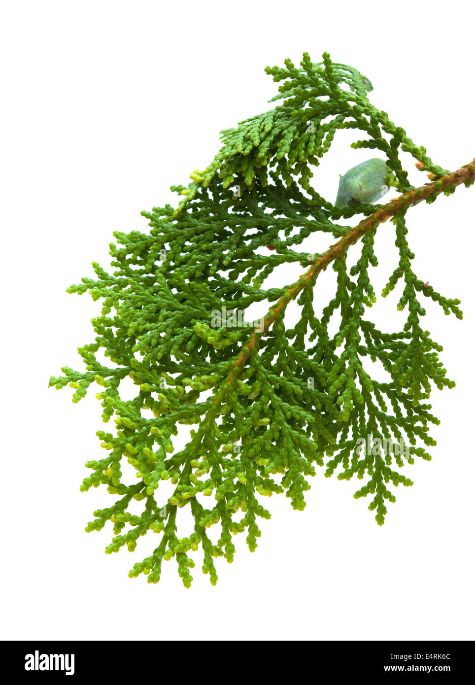 thuja vitamin Thuja Oil main image 1