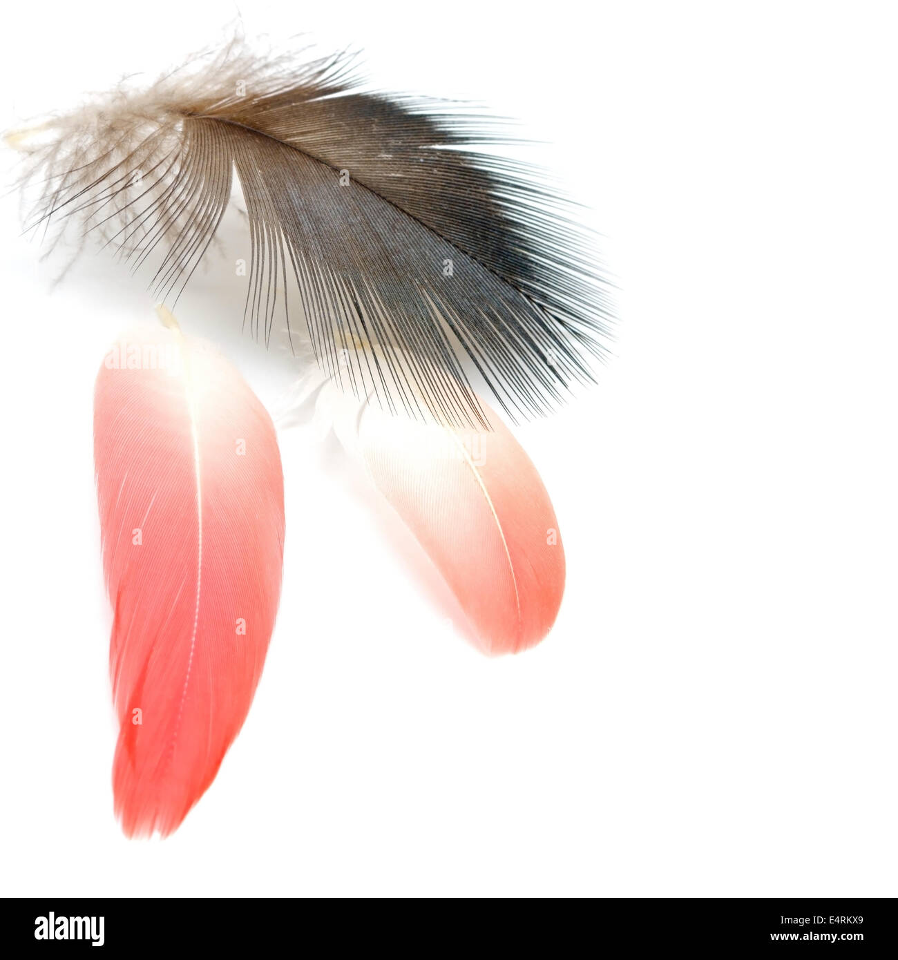 Bird feathers, isolated on a white background Stock Photo - Alamy