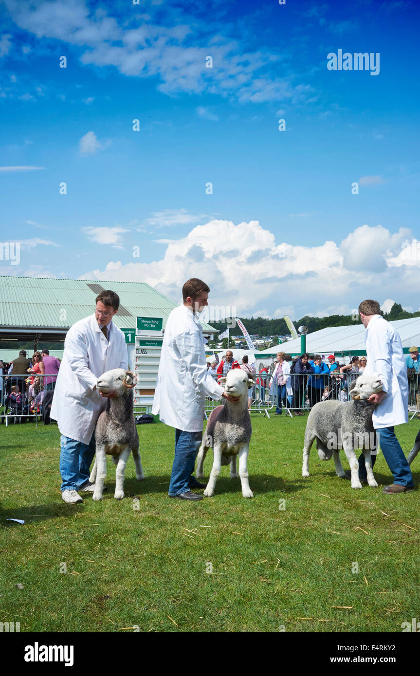 Sheep judging at The Great Yorkshire Show, Harrogate, North Yorkshire