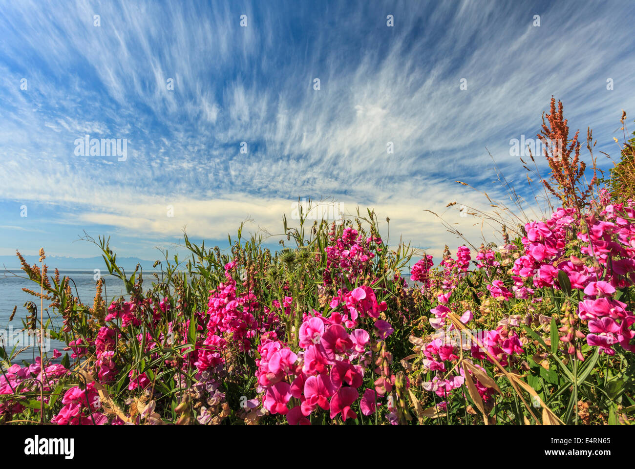 American Vetch and moving clouds on Dallas Road waterfront-Victoria, British Columbia, Canada. Stock Photo
