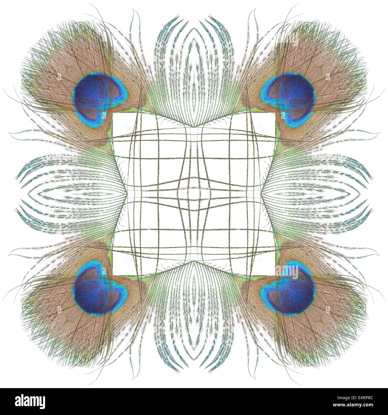 Seamless peacock hi-res stock photography and images - Alamy