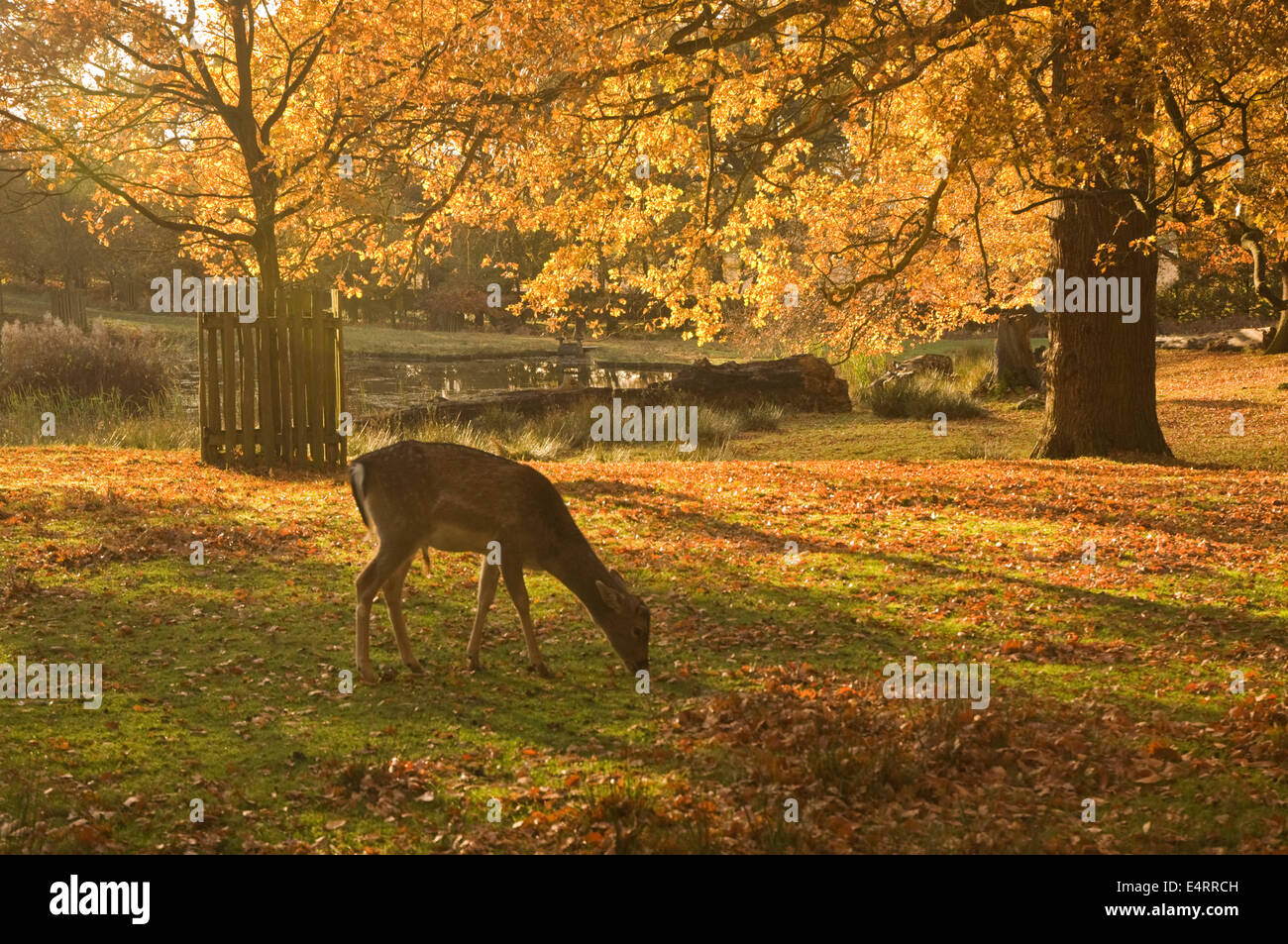 UK, Cheshire, Dunham Massey Park, autumn foliage and deer in warm sunlight Stock Photo
