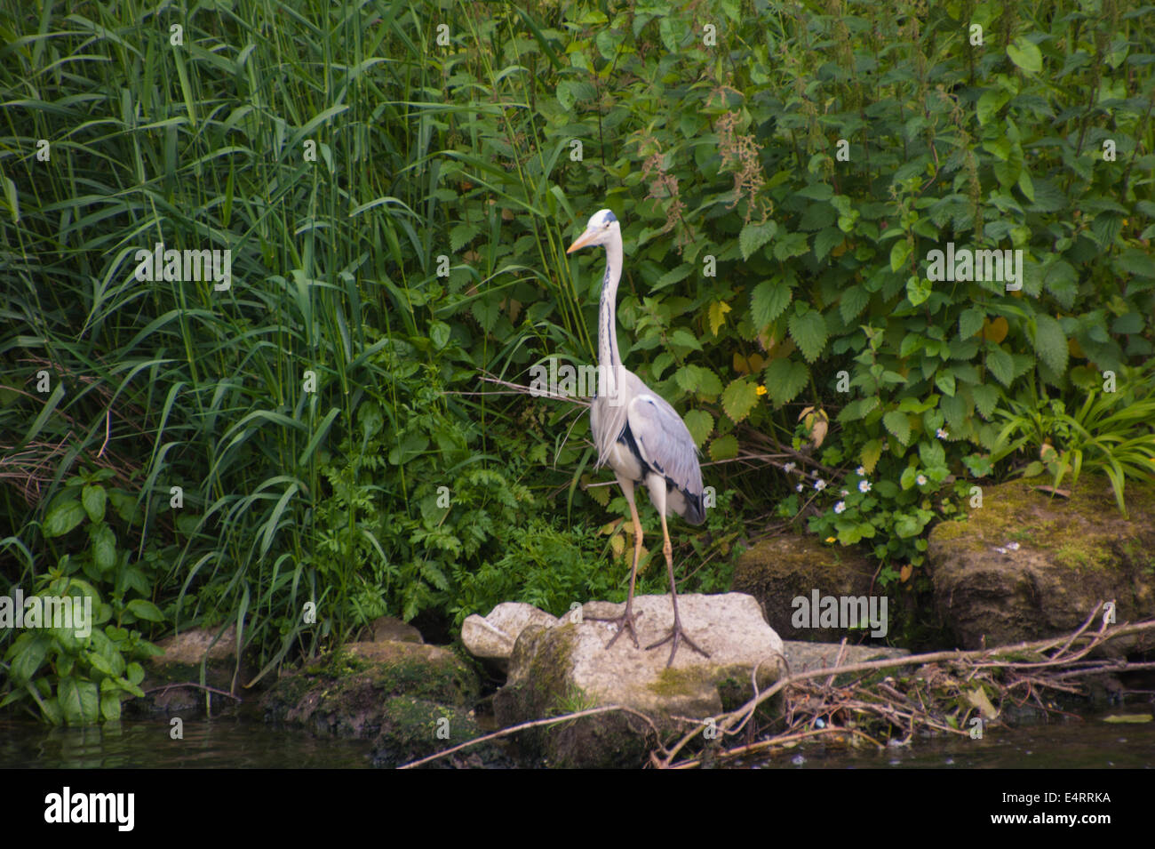 Wildlife intelligence overview