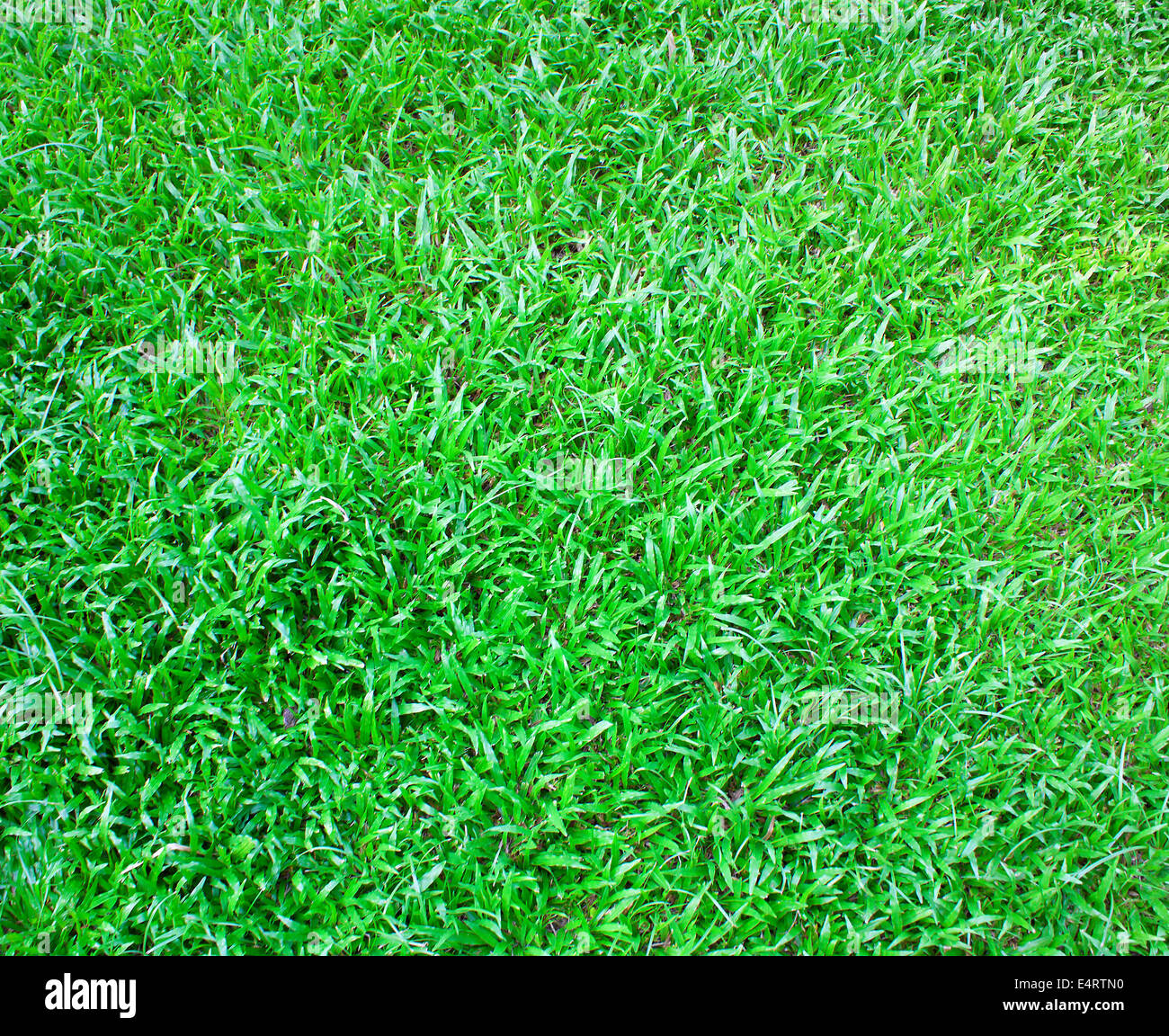 space covered of young green grass like carpet Stock Photo Alamy